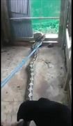 ตูบสายโหด รุมกัดงูเหลือม 4 เมตร เลื้อยเขมือบไก่ หลังติดกับดักที่ชาวบ้านทำไว้