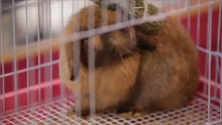 กลับมาแล้ว.มหกรรมคนรักนก สุดยิ่งใหญ่แห่งปี l We Love Pet 2017