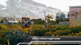 Sakorn News : ดอกดาวเรืองบานสะพรั่ง