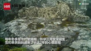 ครั้งแรก กล้องจับภาพเสือดาวหิมะแม่ลูก 4 ตัวในเขตอนุรักษ์ที่เสฉวน