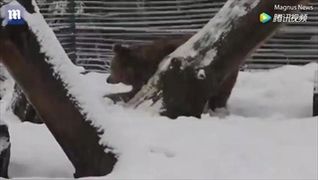สะเทือนใจ เจ้าหมีเล่นหิมะครั้งแรก หลังถูกจับขังกรง 20 ปี
