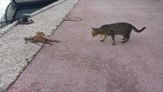 จะเกิดอะไรขึ้น? เมื่อแมวมาพบปลาหมึกยักษ์เดินอยู่บนชายฝั่ง