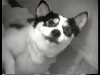 ทดลองรุ่นบุกเบิก-สุนัขหายใจในของเหลว นักวิทย์ยุคโซเวียตเผยคลิปเมื่อ 30 ปีก่อน