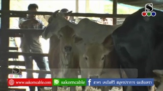 Sakorn News : นำสองชีวิตโค แม่-ลูก พ้นจากโรงเชือด