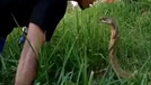หนุ่มโชว์สุดระทึก “จูบงูจงอางตัวใหญ่” ที่อยู่ในพงหญ้า แถมง้างปากโชว์ให้ดูกันชัดๆ
