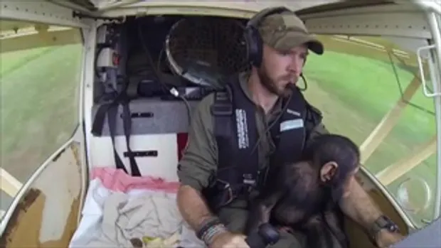 รอดปาฏิหาริย์ นักบินฮีโร่ช่วยลูกลิงซิมแปนซีกำพร้า นั่งฮ.มาแบบงงๆ ดูตื่นเต้น น่ารักจริง