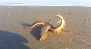 สยองและน่ากลัว เคยเห็นกันหรือยัง “ปลาดาว” ที่เห็นว่าน่ารักนั้น เวลามันอยู่บนทราย