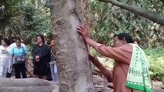 คอหวยเจอเลขเด็ด ต้นชะโนด-รากต้นมะเดื่อยักษ์ ส่องได้ 25
