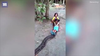 แชร์สนั่น เด็กน้อยใจกล้า เล่นกับงูเหลือมไซส์ยักษ์