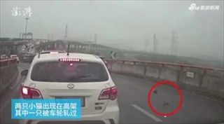 ชาวเน็ตจีนถกเดือด หญิงหยุดรถบนทางด่วน ช่วยชีวิตลูกแมว