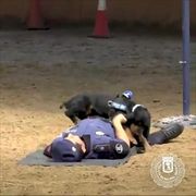 คลิปน่ารัก สุนัขตำรวจสเปนแสนรู้ โชว์ปั๊มหัวใจช่วยชีวิตตำรวจคู่หู