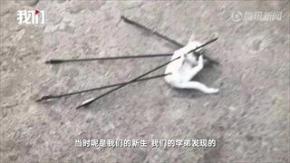 นักศึกษาจีนปี 1 ก่อวีรกรรมฉาว ใช้ธนูยิงแมวจรจัดจนตาย