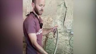 อิสราเอลฮือฮา "นกเขาบินหนีงู" ที่กำแพงเยรูซาเลม เชื่อส่งสัญญาณใกล้วันสิ้นโลก 2/2