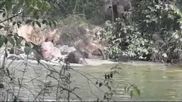 ภาพหาดูยาก! โขลงช้างป่ากว่า 10 ตัว ลงเล่นน้ำ อำเภอแก่งหางแมว จังหวัดจันทบุรี