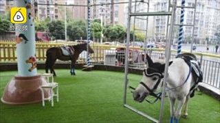 ชาวเน็ตจีนวิจารณ์ยับ เครื่องเล่นม้าหมุนใช้ “ม้าจริง” ให้คนขึ้นขี่