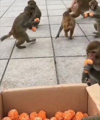 น้องลิงน่ารัก หยิบสองลูก แล้วออก