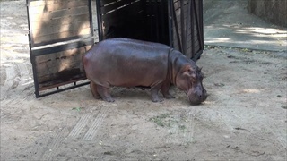 ฮิปโป 'แม่มะลิ' ดาวเด่น จากสวนสัตว์เขาดินถึงบ้านใหม่ สวนสัตว์เปิดเขาเขียว