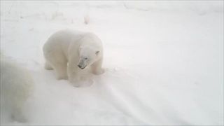 ประกาศภาวะฉุกเฉิน! ฝูงหมีขาว 50 ตัว บุกเมืองขั้วโลกรัสเซีย ชาวบ้านผวาโดนขย้ำ 2/2