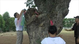 คนแห่ ขอโชคต้นก้ามปูยักษ์โบราณ อายุกว่า 100 ปี ริมกว๊านพะเยา