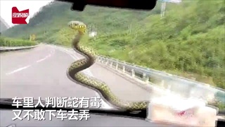ระทึกกลางถนน งูร่วงจากฟ้าเลื้อยกระจกหน้ารถ คนขับใจนิ่งบึ่งรถต่อ 100 กม.