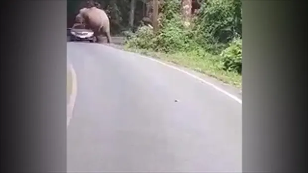 “พี่ดื้อ”ช้างป่าเขาใหญ่ขย่มรถหลังคายุบ