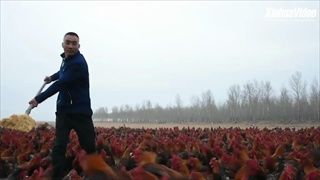 เกษตรกรจีนกลายเป็น "เน็ตไอดอล" หลังไลฟ์คลิปเลี้ยงไก่ทีเดียว 70,000 ตัว