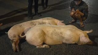 สาวใหญ่ควักเงินหมื่น ไถ่ชีวิต 3 หมูโดดรถหนีตาย ระหว่างทางไปโรงฆ่าสัตว์