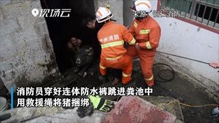 สุดชุลมุน นักดับเพลิงจีนกระโดดลงบ่อเกรอะ ช่วยชีวิตเจ้าหมูตัวกลม