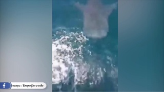 ตื่นเต้น หลัง ฉลามวาฬ โผล่กลางอ่าวทะเลพัทยา