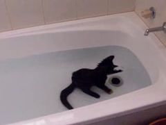 เคยเห็นมั้ย แมวชอบเล่นน้ำ