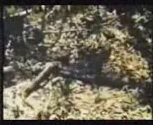 เสือjagur vs. งูอะนาคอนด้า