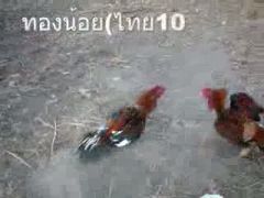 ปล้ำทดสอบสายพันธุ์ไก่ชนไทยอุดมทัศนีย์