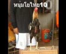 ไก่ชนแดนทัศนีย์