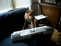 สุนัขเล่นดนตรี
