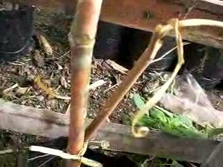 ไก่จ่าอึ่ง ( ไผ่น่าน)