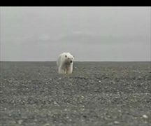 สิงโตทะเล ปะทะ หมีขั้วโลก