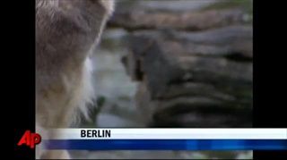 คนุต หมีขั้วโลกที่เบอร์ลิน ตายแล้ว