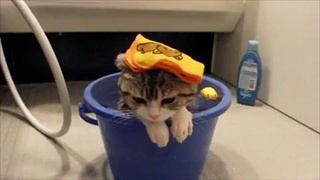 น่ารักอ่ะ! แมวเหมียวแช่น้ำแก้ร้อน
