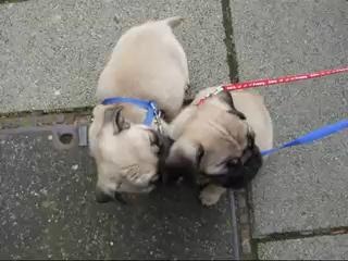 2 pug puppies, 6 weeks old, kissing   by sia.co.th