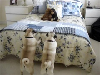 Pugs frightened by Monkey  ^^