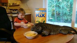 Rhino iguana (Buddy) and Logan eating breakfast - YouTube