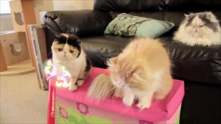 Cats vs Hello Kitty Light-Up Foam Fan  เรามาเล่นกันดีกว่า by sia.co.th