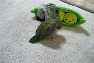 Three Peas in a Pod Peek-a-boo by sia.co.th