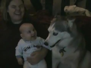 Dog makes baby laugh by sia.co.th