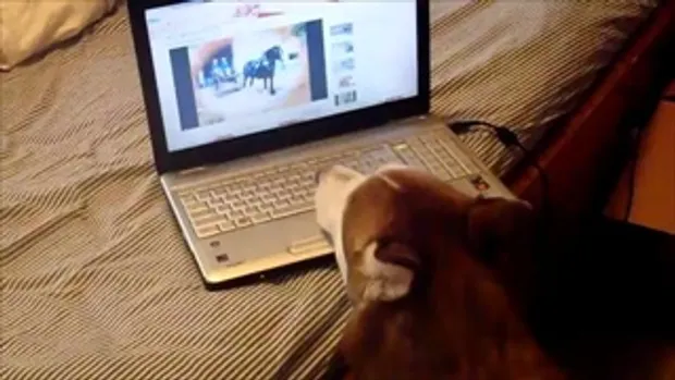 Siberian Husky watches youtube videos by sia.co.th