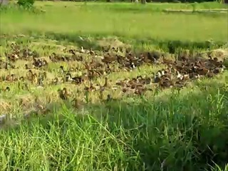 2000 Ducks  by sia.co.th