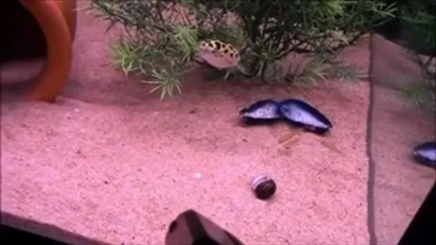 ยิงเลเซอร์แกล้งปลา ในพิพิธภัณฑ์สัตว์น้ำ
