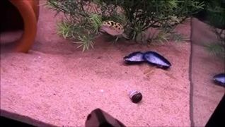 ยิงเลเซอร์แกล้งปลา ในพิพิธภัณฑ์สัตว์น้ำ