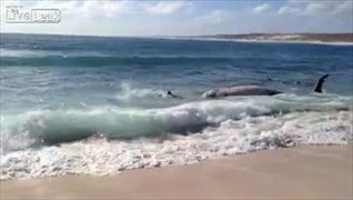 ฉลาม จัดงานเลี้ยงริมหาด รุมทึ้งปลาวาฬ