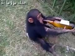 ชิมแปนซีน้อยติดเหล้า
